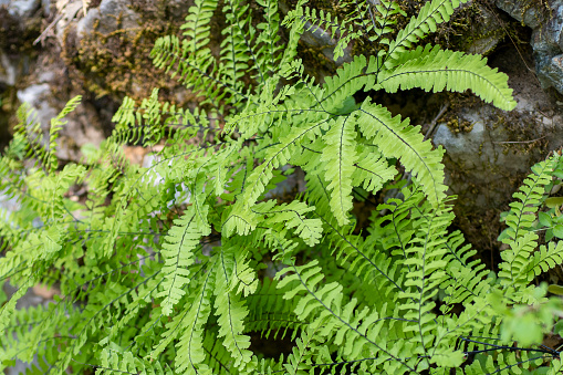 Blurred green leaves of wild fern natutral background