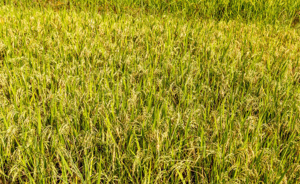 istock ear rice field close up background 1202771492