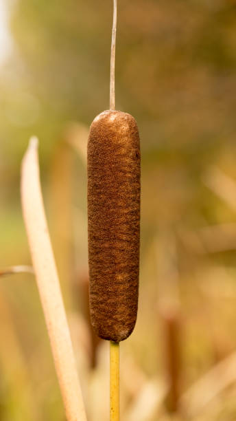 istock Reed plant in autumn 1202773182