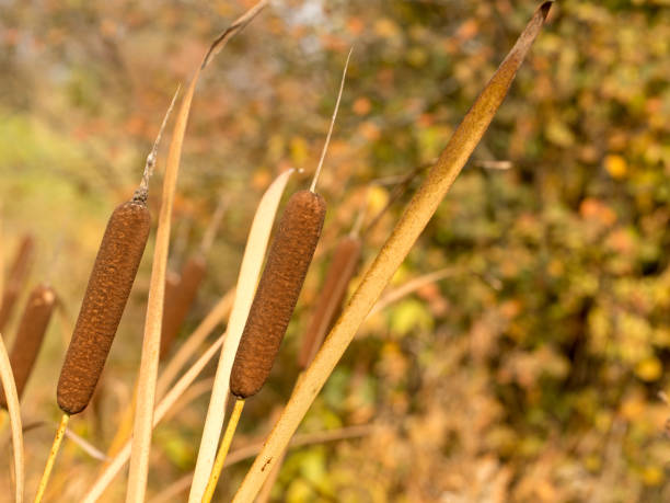 istock Reed plant in autumn 1202773334