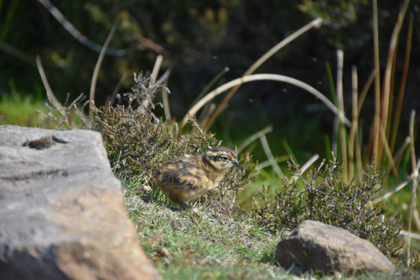 istock Baby Grouse Chicks in Northern England 1202774161