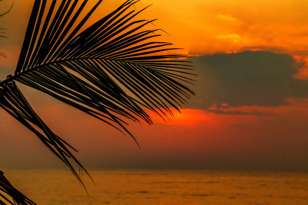 istock Palm Beach at sunset or sunrise 1202774301