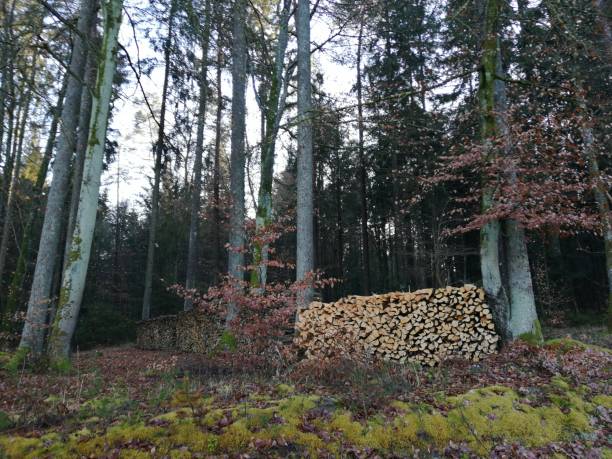 istock young and old cutted wood 1202774548