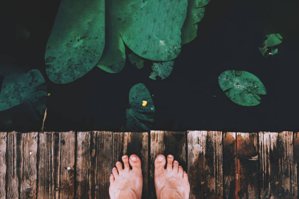 istock Lotus leaves on lake top view. 1202775477
