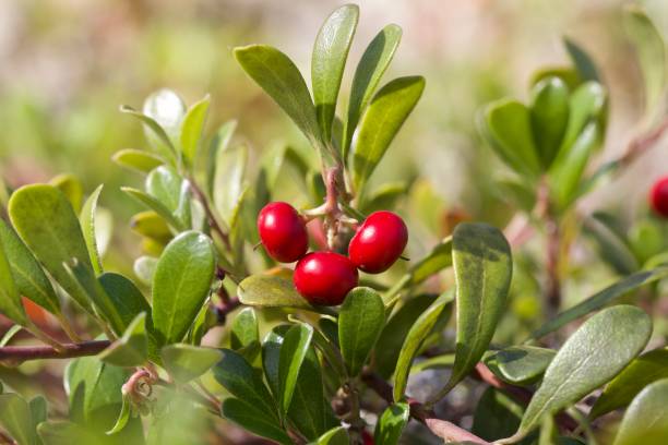 bacche di orso scarlatto - bearberry foto e immagini stock