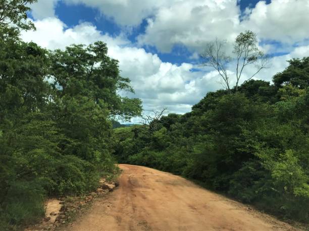 istock Dirt road in African forest landscape 1202775735