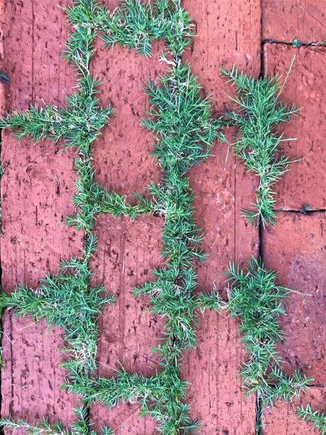 istock Green grass and red brick detail 1202775739