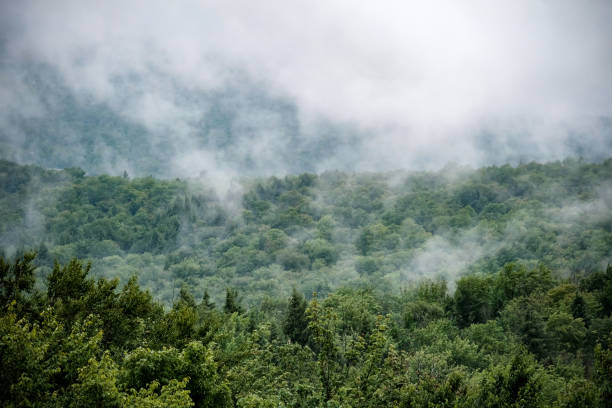 istock Mist, Forest, Green Mountains, Vermont, USA 1202776273