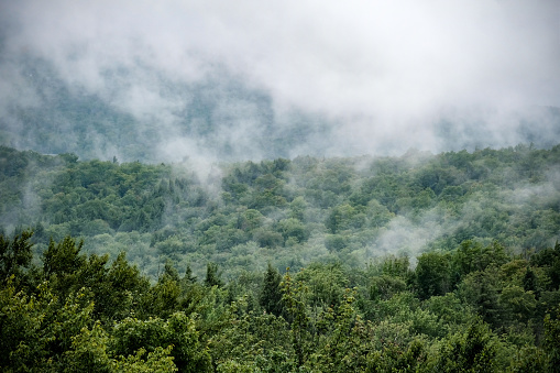 Mist rising up in the early morning, captured in the Green Mountains of Vermont.