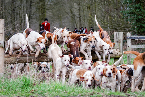 Pack of fox hounds out hunting in the UK.