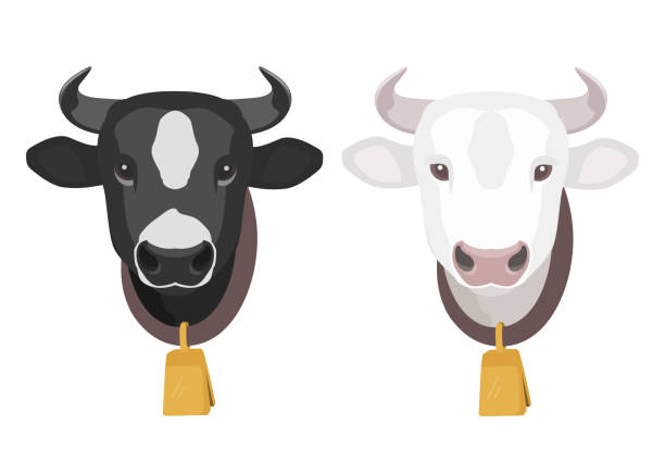 illustrations, cliparts, dessins animés et icônes de têtes de vache de dessin animé avec la cloche d'or sur le cou. vaches noires et blanches tachetées. illustration de vecteur de stock. icône de vache d'isolement sur le fond blanc. - bull eye
