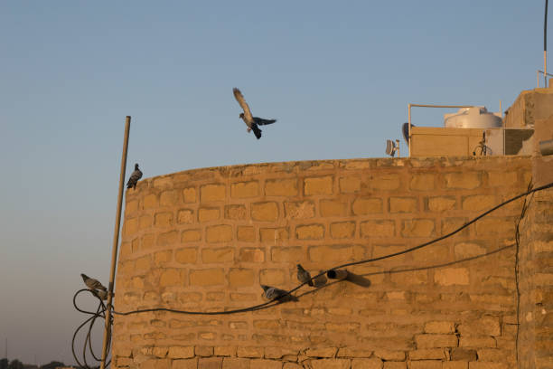 Pigeons at Jaisalmer Fort