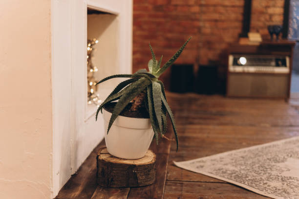 home plant aloe in a pot by the fireplace