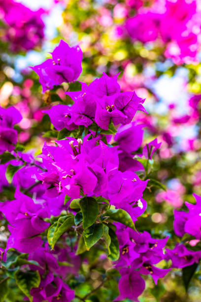 istock Purple and pink Bougainvillea, front focus vertical image 1202781052