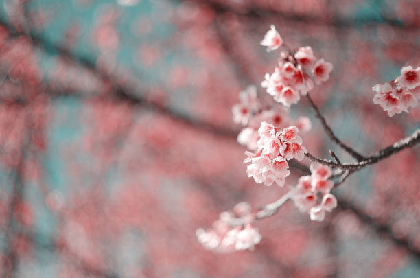 istock Cherry blossoms. The beginning of spring. 1202781130