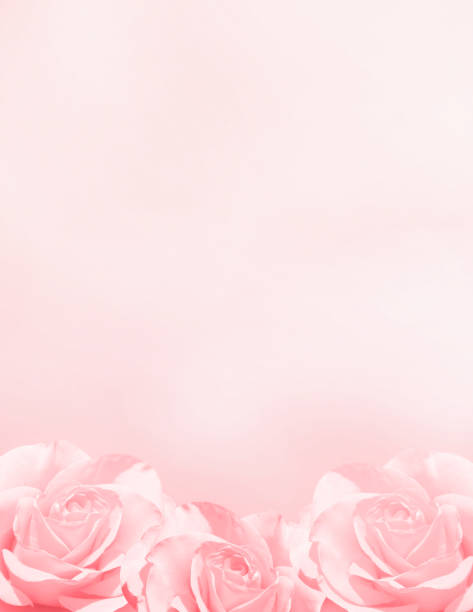 istock Banner with three pink roses 1202781396