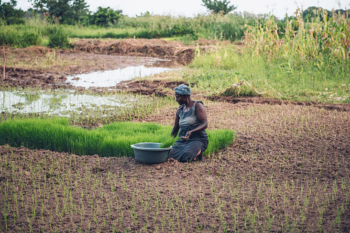 Mid-adult african woman planting rice on field in Malawi