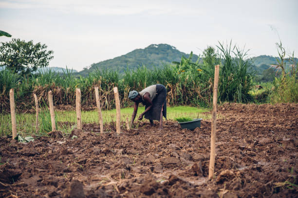 istock african woman planting rice 1202782471
