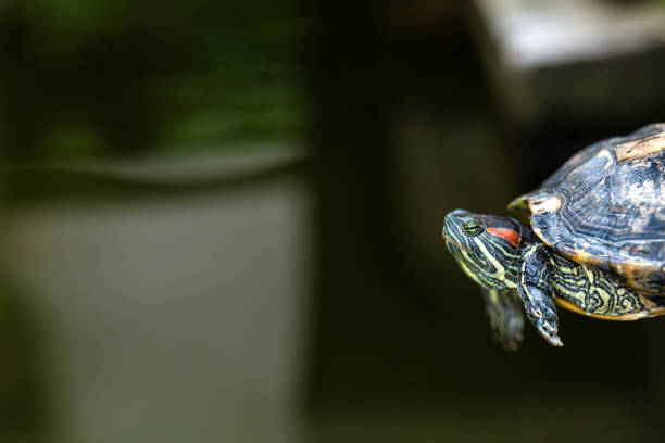 istock Red Eared Terrapin - Trachemys scripta elegans. Red eared slider turtle in the summer sunlight. 1202783723