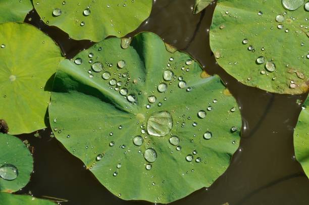 feuille de lotus dans un étang - pond water lily water drop photos et images de collection