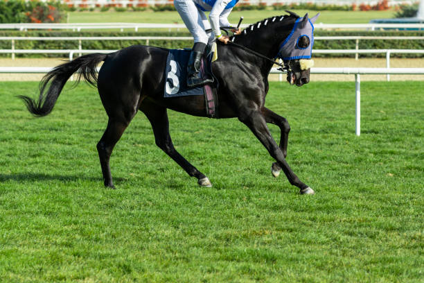 czarny koń wyścigowy biegnie - equestrian event flat racing horse racing people zdjęcia i obrazy z banku zdjęć