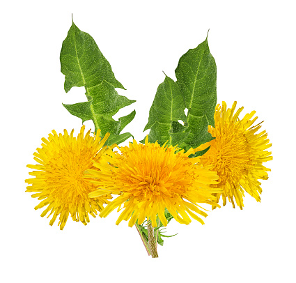 Dandelion plant by roadside during spring at Istanbul turkey