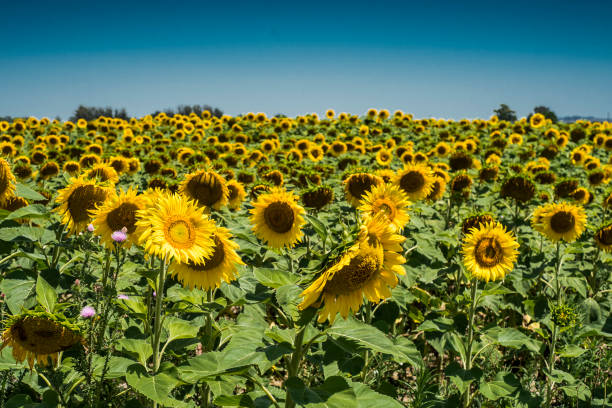istock field of flowered sunflowers 1202789053
