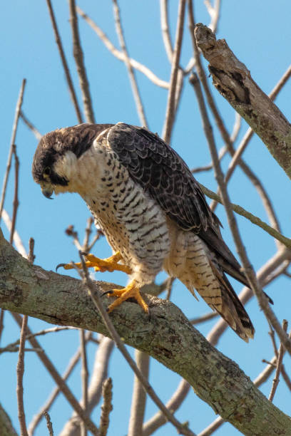 istock Peregrine Falcon 1202789225