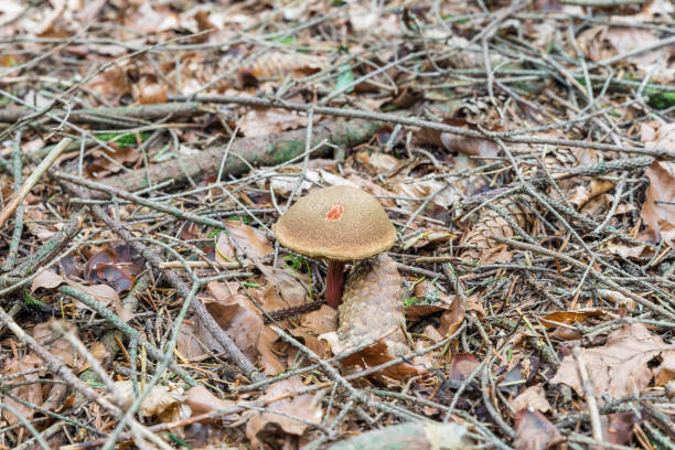 Red-footed boletus mushroom (Xerocomus chrysenteron) in the Bavarian Forest, Germany