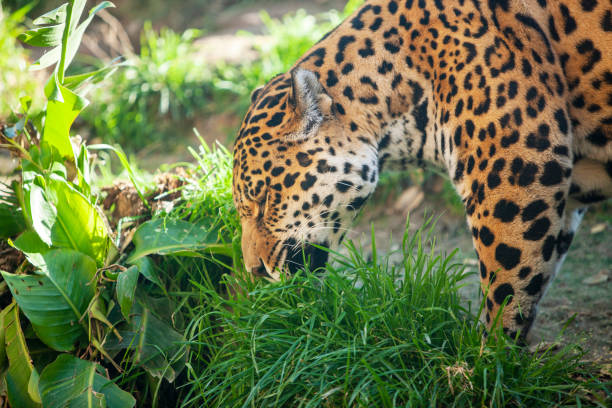 istock Jaguar eats grass - a big beautiful dangerous animal. 1202790783