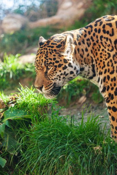 istock Jaguar  big beautiful dangerous animal. 1202790900