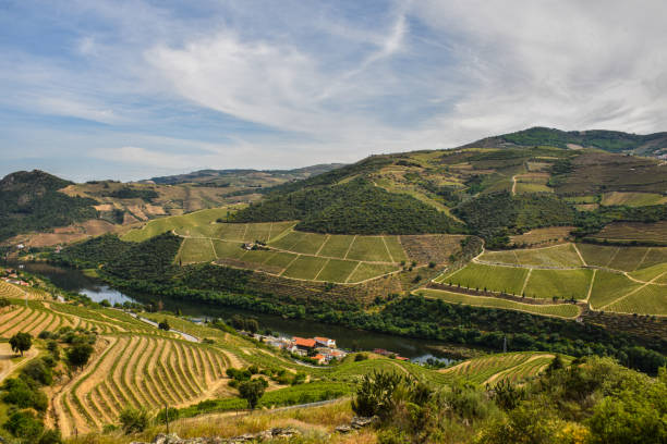 istock Douro Valley with its slopes filled with vineyards 1202791095
