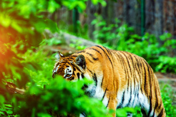istock Beautiful amur tiger portrait 1202791223
