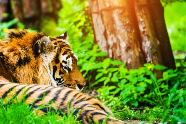 istock Beautiful amur tiger portrait 1202791295