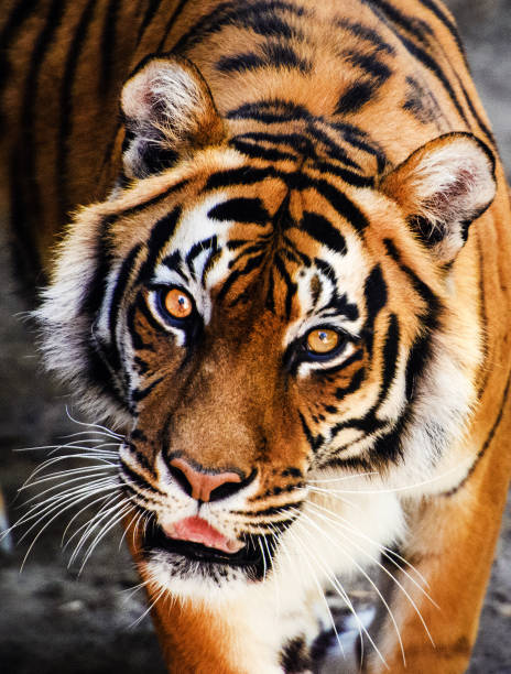 istock Beautiful amur tiger portrait 1202791318