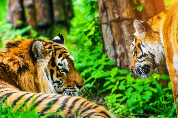 istock Beautiful amur tiger portrait 1202791350