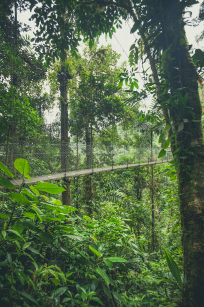 istock hanging bridge in the rainforest, costa rica 1202791944
