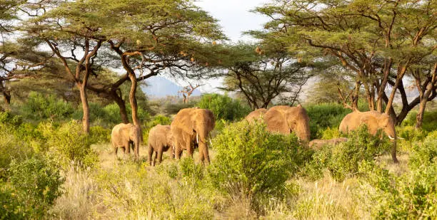 Elephants walk through the jungle amidst a lot of bushes in Nairobi, Nairobi County, Kenya