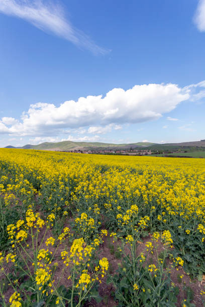istock Canola field in the Zemplen 1202792108