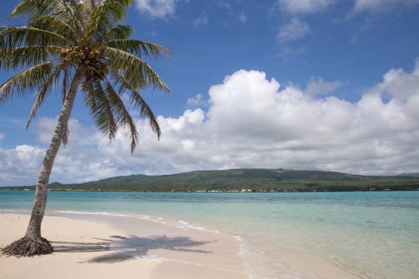istock Leaning palm tree at white sand tropical beach with blue clear waters 1202792333