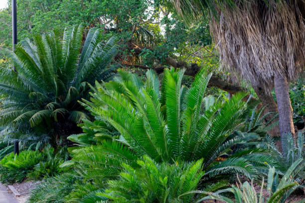istock Big green palm tree in Botanic garden 1202792343