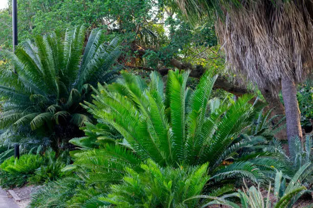 Big green palm tree in Botanic garden in Brisbane, QLD, Australia