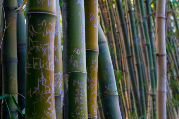 istock Bamboo forest outside of Brisbane, Australia 1202792351