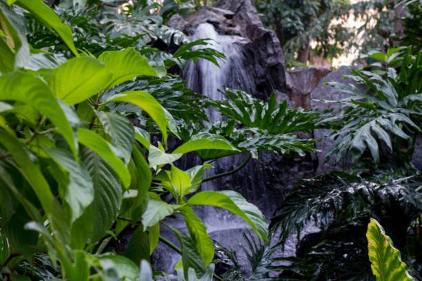 istock waterfall surrounded of green tropical vegetation 1202792427
