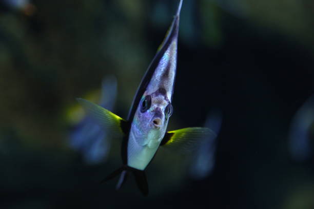 istock colorful tropical aquarium fish 1202792883