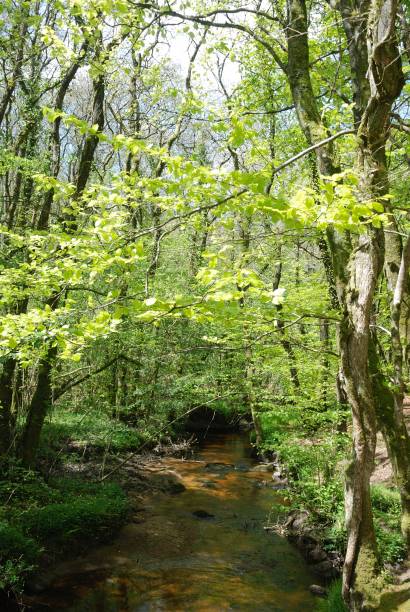 istock Trout river in a forest in Brittany 1202792959