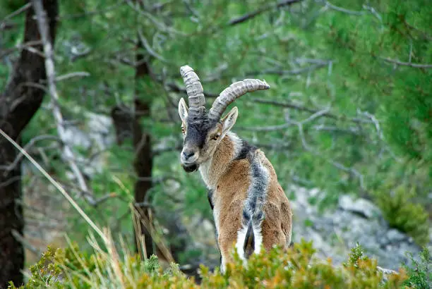 Photo of Zeal of the Hispanic goat, in the Sierras de Cazorla, Segura and Las Villas.