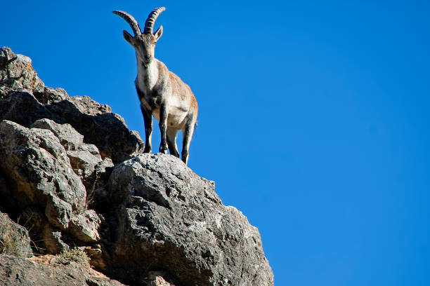 Hispanic goat, in the Sierras de Cazorla, Segura and Las Villas. Male Hispanic goat at the summit, in the Natural Park of Cazorla, Segura and Las Villas. fallow deer photos stock pictures, royalty-free photos & images