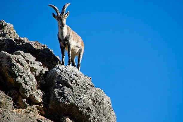 Photo of Hispanic goat, in the Sierras de Cazorla, Segura and Las Villas.