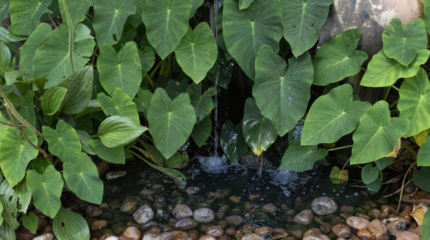 istock Green leaves over stone pond with small waterfall. 1202793765